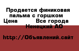 Продается финиковая пальма с горшком › Цена ­ 600 - Все города  »    . Ненецкий АО